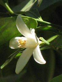             Flower (Riverside, CA)       