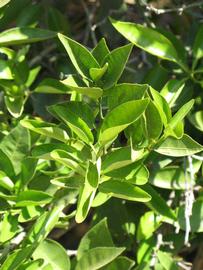              Sun leaves (Riverside, CA)       