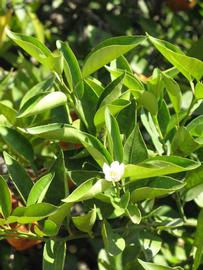              Sun leaves (Riverside, CA)       