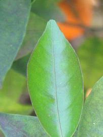              Margin (Riverside, CA)       