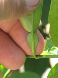              Petiole (Riverside, CA)       