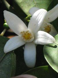              Flower (Riverside, CA)       