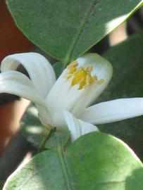              Flower (Riverside, CA)       