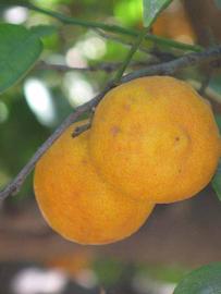            Fruit (Riverside, CA)   