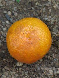            Fruit (Riverside, CA)   