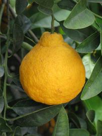            Fruit (Riverside, CA)   