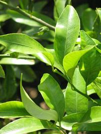              Sun leaves (Riverside, CA)       