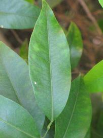            Unifoliolate leaf of  Citrus sunki            (Sunki, Riverside,   CA)   
