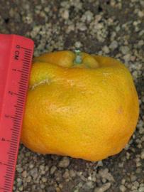            Fruit (Riverside, CA)   