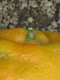            Fruit (Riverside, CA)   