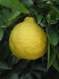            Fruit (Riverside, CA)   