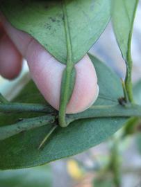              Petiole (Winter Haven, FL)       