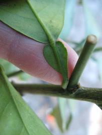              Petiole (Winter Haven, FL)       