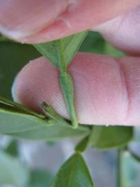              Petiole (Winter Haven, FL)       