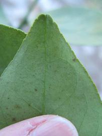              Margin (Winter Haven, FL)       