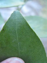              Margin (Winter Haven, FL)       