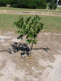              Habit (Winter Haven, FL)       