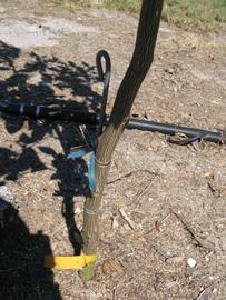              Bark (Winter Haven, FL)       