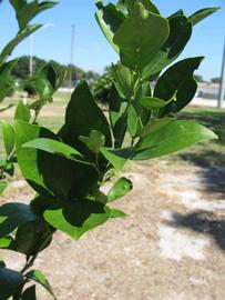             Sun leaves (Winter Haven, FL)       