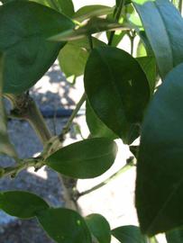              Shade leaves (Winter Haven, FL)       