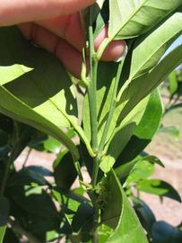              First year twig (Winter Haven, FL)       