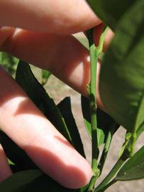              First year twig (Winter Haven, FL)       