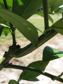              Second - third year twig (Winter Haven,   FL)       