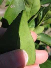              Margin (Winter Haven, FL)       