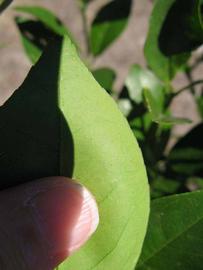              Margin (Winter Haven, FL)       