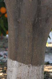              Bark (Riverside, CA)       