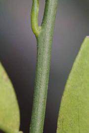               First year twig (Riverside, CA)       