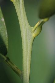               First year twig (Riverside, CA)       