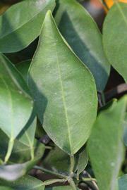            Unifoliolate leaf (Riverside, CA)   