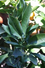            Sun leaves (Riverside, CA)   