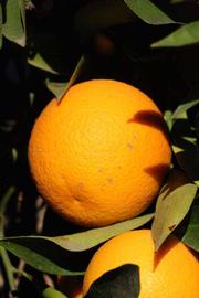              Fruit (Riverside, CA)       