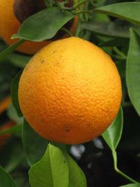              Fruit (Riverside, CA)       