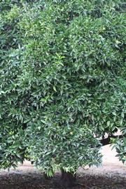            Habit (Riverside, CA)   