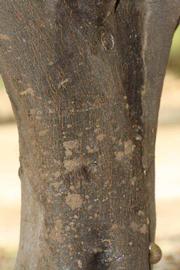              Bark (Riverside, CA)       