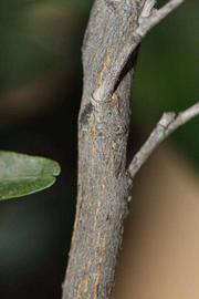              Second - third year twig (Riverside,   CA)       