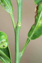              First year twig (Riverside, CA)       