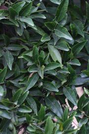              Sun leaves (Riverside, CA)       