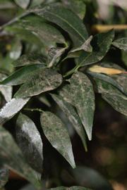              Shade leaves (Riverside, CA)       
