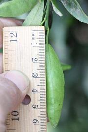            Unifoliolate leaf (Riverside, CA)   