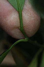              Petiole (Riverside, CA)       