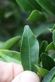              Margin (Riverside, CA)       