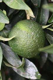              Immature fruit (Riverside, CA)       