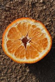              Fruit cross-section (Riverside, CA)       