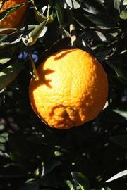              Fruit (Riverside, CA)       