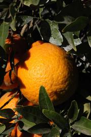              Fruit (Riverside, CA)       