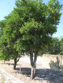            Habit (Winter Haven, FL)   